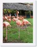 Flamingos (6) * 576 x 768 * (125KB)